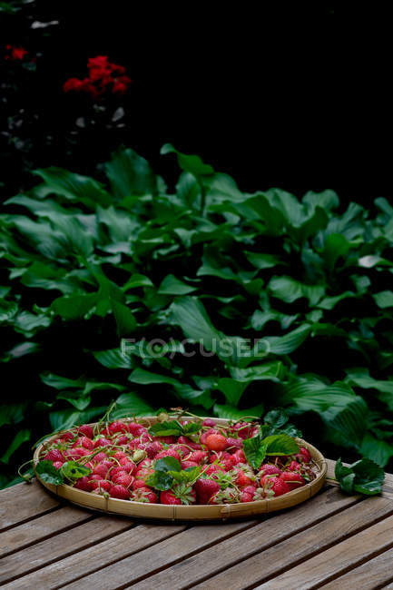 Fresas frescas recogidas - foto de stock