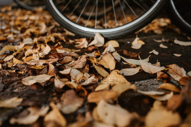 Vista de cerca de la rueda de bicicleta vintage en el suelo con hojas otoñales - foto de stock