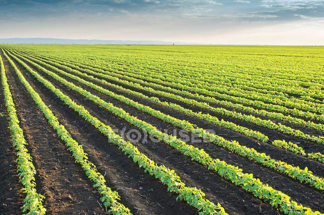 Soybean Field — Stock Photo