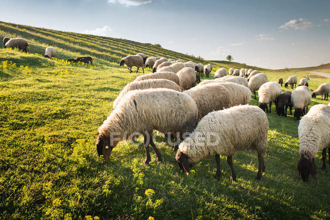 Flock of sheep grazing — Stock Photo