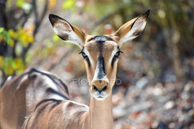 Springbok dans le parc national d'Etosha — Photo de stock