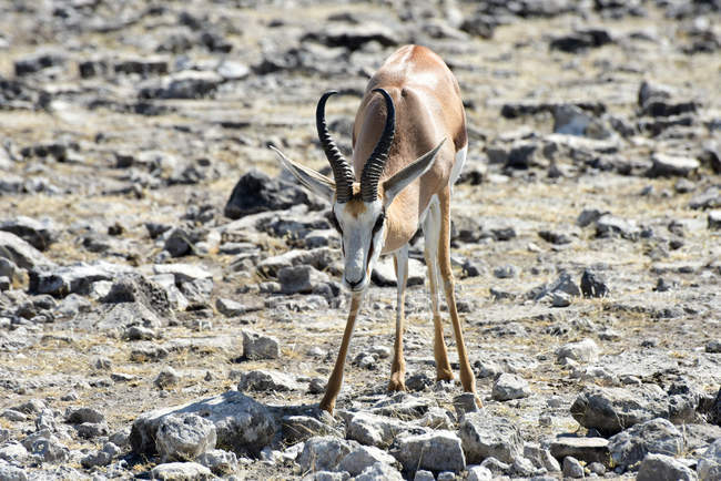 Springbok dans le parc national d'Etosha — Photo de stock