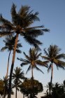 Пальмові дерева топи — стокове фото