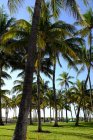 Palmen im Lummus Park — Stockfoto