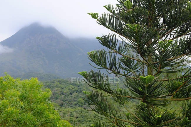 Hong Kong forest with misty mountains — Stock Photo