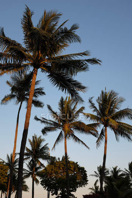 Верхушки пальм — стоковое фото