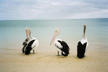 Vista laterale dei pellicani australiani seduti sulla spiaggia dell'oceano — Foto stock