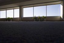Surface level view of empty office space with potted plants near windows — Stock Photo
