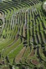 Veduta aerea delle terrazze di riso la domenica — Foto stock