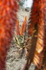 Vista oscura di Aloe amara sulla scena del deserto — Foto stock