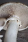 Vue rapprochée des membranes de champignons — Photo de stock