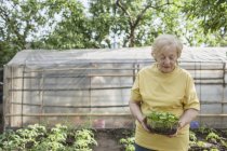 Una donna anziana giardinaggio, serra sullo sfondo — Foto stock