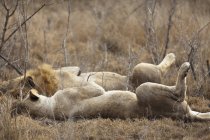 Leoni maschi e femmine giacenti fianco a fianco al safari — Foto stock