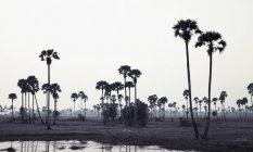 Silhouette of palm trees on landscape against clear sky — Stock Photo