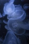 Medusas nadando sobre fondo negro - foto de stock