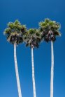 Tres palmeras creciendo contra el cielo azul claro - foto de stock