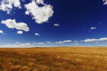 Идиллический ландшафт сельскохозяйственного поля против голубого неба — стоковое фото