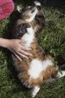 Coltivare mano femminile solletico stomaco del gatto — Foto stock