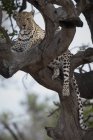 Leopard лежав у відділеннях голі дерева і дивлячись на камеру — стокове фото