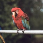Tropical parrot perched on railing — Stock Photo