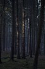 Сонячне світло на високий стовбурів у темному лісі — стокове фото