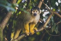 Ritratto di scimmia scoiattolo seduta su ramo — Foto stock