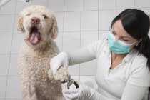 Cão abertura boca enquanto veterinário cortar unhas na clínica — Fotografia de Stock