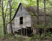 Руїни дерев'яного будинку в лісі — стокове фото