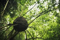 Vista inferiore del nido di vespe sull'albero nella foresta — Foto stock