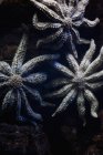 Full frame shot of aquatic plant against black — Stock Photo