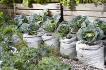 Las coles que crecen en sacos de verduras en el jardín - foto de stock