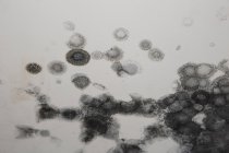 Vollbild-Aufnahme einer verwitterten weißen Wand mit Pilz — Stockfoto