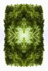 Composite numérique de feuilles de laitue verte miroitées — Photo de stock