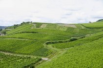 Idyllic view of vineyard at hill slope on summer day — Stock Photo