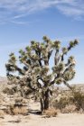 Joschua-Baum am Wüstenszenario am sonnigen Tag — Stockfoto