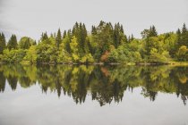 Симметричный вид деревьев, растущих на берегу и отражающихся на поверхности озера — стоковое фото