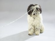 Собака с веревкой на белом фоне — стоковое фото