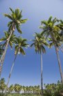 Vista inferior de palmeras contra el cielo despejado - foto de stock