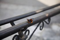Close up view of butterfly on metal railing — Stock Photo