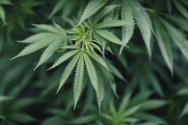 Gros plan sur les plants de marijuana poussant à l'extérieur — Photo de stock