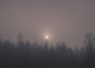 Затемненный пейзаж силуэтов деревьев на фоне туманного неба с легким пятном — стоковое фото