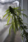 Vue rapprochée de la plante de marijuana par fenêtre — Photo de stock
