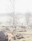 Cavalli in piedi da alberi nudi nel campo nella giornata di sole — Foto stock