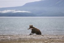 Kamchatka brauner Bär mit Lachs im Maul am Seeufer, kurile Lake, kamchatka Halbinsel, Russland — Stockfoto