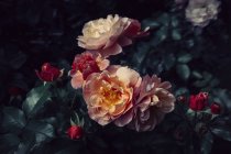 Close up view of roses blooming flowers and leaves — Stock Photo