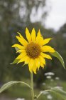 Крупним планом соняшника квітучі в поле зору — стокове фото