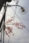 Low angle view of flowers by street light against sky — Stock Photo