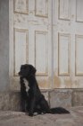 Cane nero seduto accanto all'ingresso dell'edificio — Foto stock