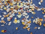Vista de ángulo alto de las hojas secas caídas del otoño en el sendero - foto de stock