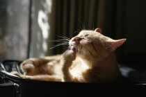 Ginger cat licking paw in sunlight beams — Stock Photo